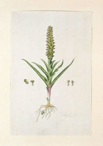 Corycium orobanchoides (L.f.) Swartz