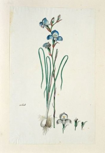 Disa graminiflolia Ker Gawl. Ex Spreng. (Blue disa)