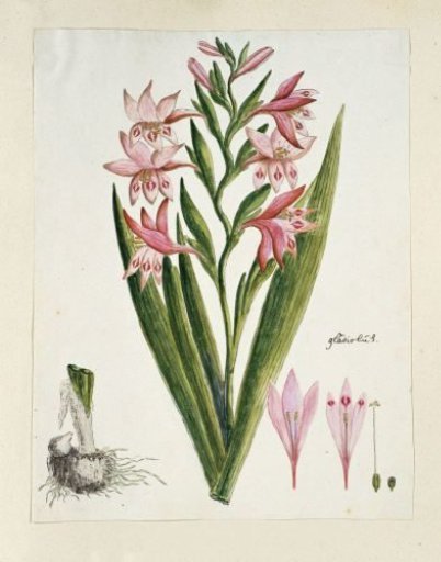 Gladiolus carneus D. Delarochev (Painted lady)
