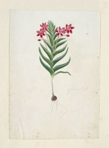 Lapeirousia silenoides (Jacq.) Ker Gawl.