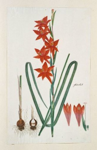 Gladiolus watsonius Thunb. (Watsonia hysterantha)
