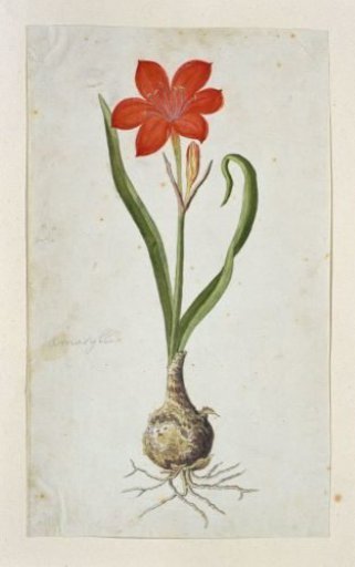 Cyrtanthus elatus (Jacq.) Traub (Flowering valotta; Fire lily; George lily)