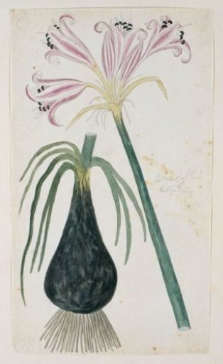 Crinum macowanii Baker, formerly Amaryllis belladonna (Cape coast lily)