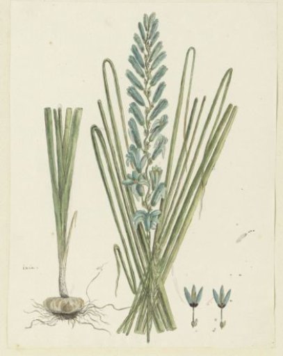 Ixia viridiflora Larn. (Turquoise ixia)