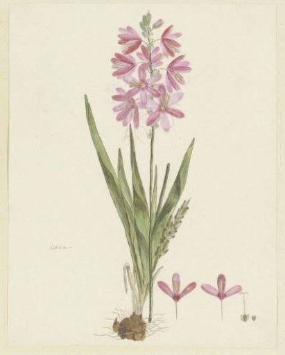 Ixia patens Aiton