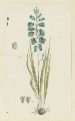 Ixia viridiflora Lam. (Turquoise ixia)