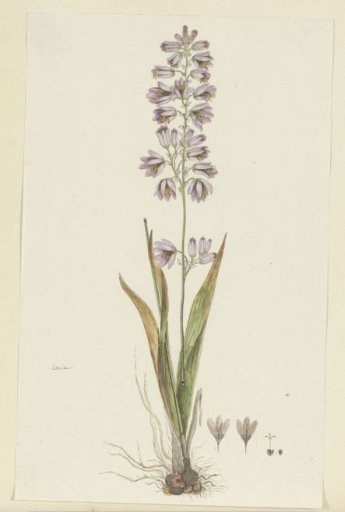 Ixia polystachya L. (Cornlily)