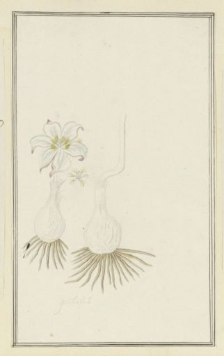 Gethyllis sp. (Kukumakranka)