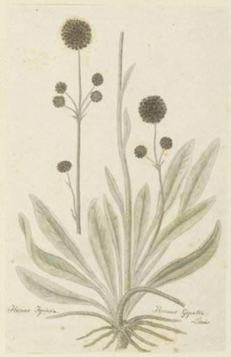 Hermas igniaria or Hermas gigantea (Tontelblaar)