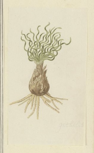 Gethyllis afra L. (Kukukmakranka)