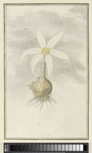 Gethyllis afra L. (Kukukmakranka)