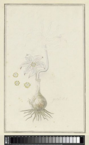 Gethyllis britteniana Baker (Kukumakranka)