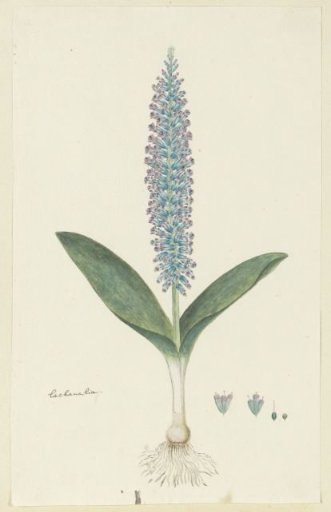 Lachenalia mediana Jacq.