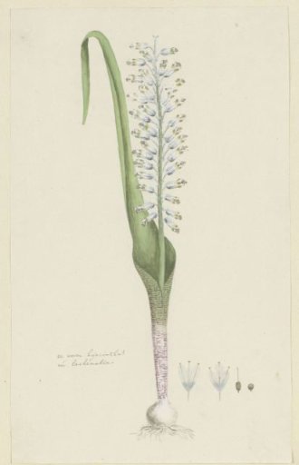 Lachenalia unifolia Jacq. (Hyacinth)