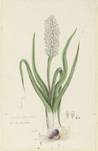 Lachenalia orthopetala Jacq. (Hyacinth)