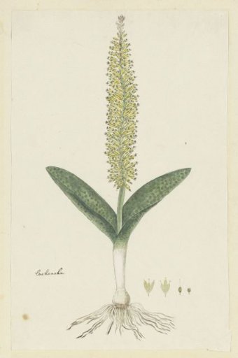 Lachenalia arbuthnotiae W.F. Barker (Hyacinth)