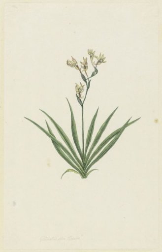 Freesia viridis (Aiton) Goldblatt & J.C. Manning