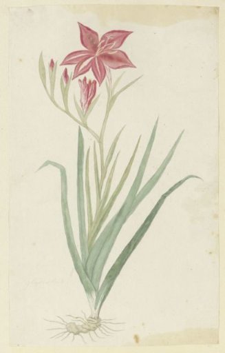 Gladiolus cardinalis Curtis