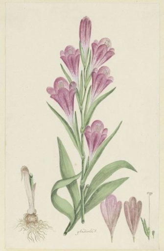Gladiolus caryphyllaceus (Burm.f.) Poir.