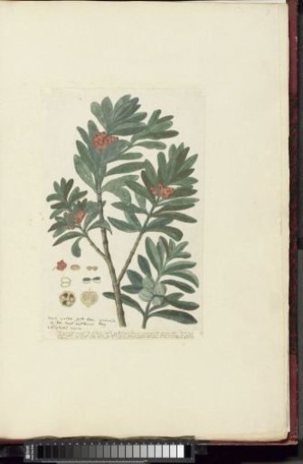 Hyenanche globosa Lam. or Toxicodendrum capense or globosum (Cape wolvegift)