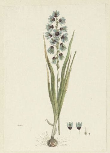 Ixia viridiflora Lam.