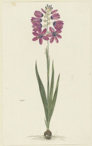 Ixia lutea Eckl. var. ovata.