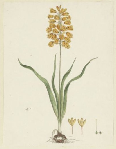 Ixia odorata Ker. Gawl.