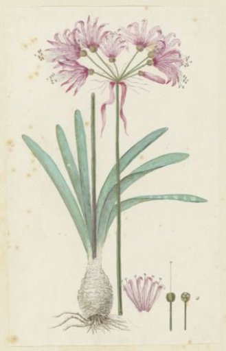 Nerine humilis (Jacq.) Herb. (Amaryllis humilis)