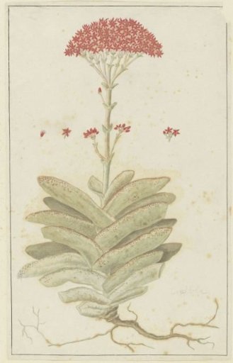 Crassula perfoliata L. (Sekelblaarplakkie)