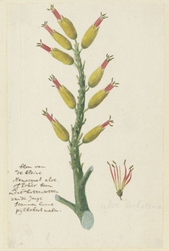 Aloe dichotoma Masson (Quiver tree or Kokerboom)