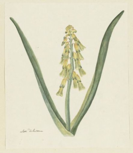 Lachenalia aloides (L.f.) Engl. (Opal flower)
