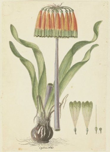 Cyranthus obliquus (L.f.) Aiton (Knysna lily)