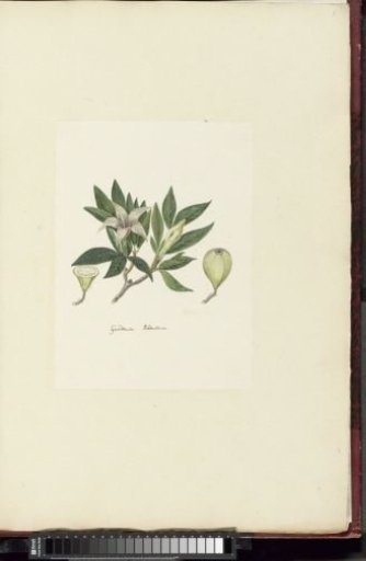 Rothmannia capensis Thunb, formerly gardenia capensis Druce (Wild Gardenia or common Rothmannia)