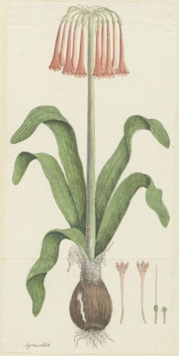 Cyrtanthus carneus Lindl. (Sand-lily)