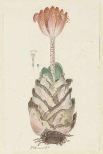 Haemanthus coccineus L. (Blood flower; Bloedblom)