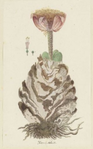 Haemanthus coccineus L. (Blood flower; Bloedblom)