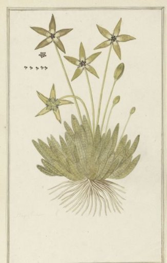 Tridentea pedunculata (Masson) L.C. Leach (Stapelia)