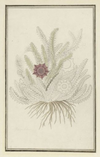 Huernia guttata (Masson) Haw. (Stapelia guttata)