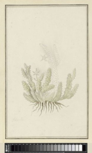 Duvalia caespitosa (Masson) Haw (Milkweed)