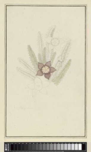 Stapelia hirsute L. (Starfish flower)