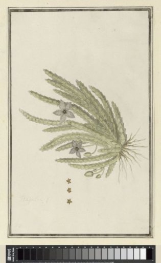 Stapelia paniculata Willd. (Small starfish flower)