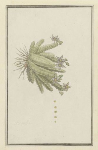 Piaranthus geminatus (Masson) N.E. Br. (Milkweed)