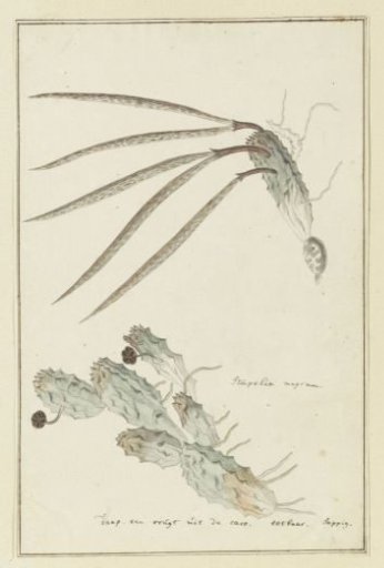 Pectinaria articulata (Ait.) Haw.