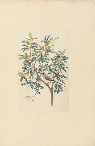 Acacia karroo Hayne or Vachellia karroo (Karoo thorn, with an unidentified birt ?wagtail)