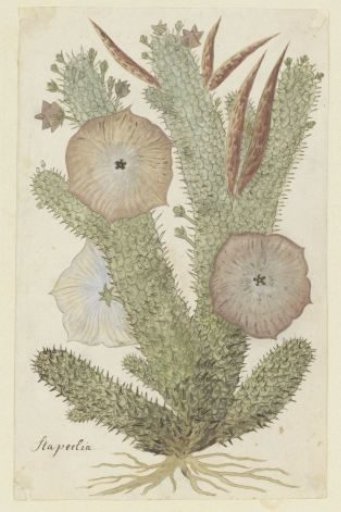 Hoodia gordonii (Bushman's hat)