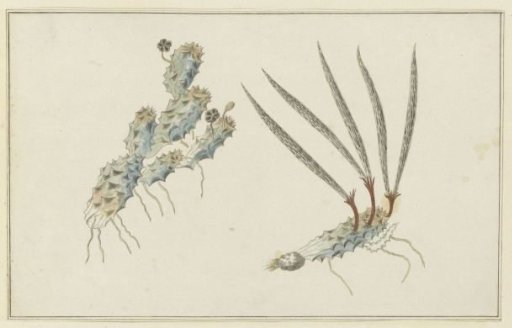 Pectinaria articulata (Ait.) (Stapelia nigrum)