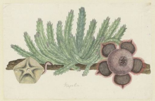Stapelia hirsuta (L.) (Starfish flower)