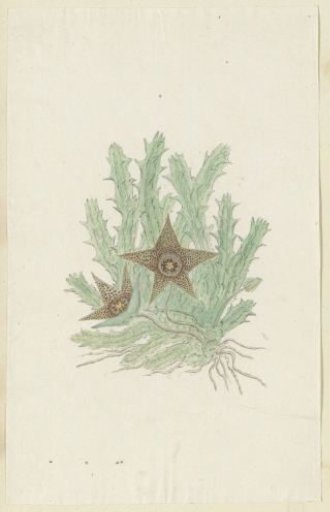 Orbea verrucosa (Masson) Haw. (Hirsute Stapelia)