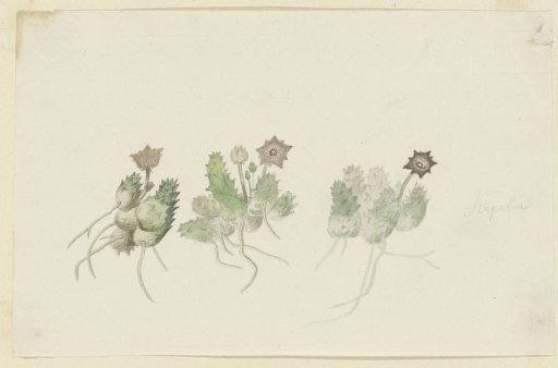 Orbea verrucosa (Masson) L.C. Leach. (Hirsute Stapelia)
