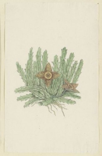 Huernia namaquensis Pillans. (Namaqua carrion-flower)